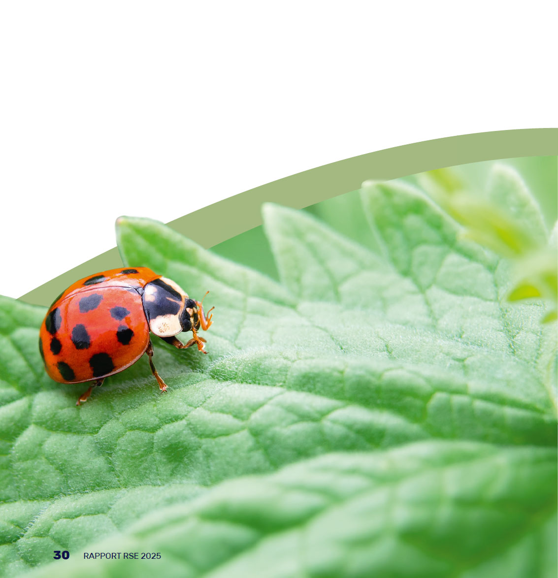 Photo d'une coccinelle sur une feuille