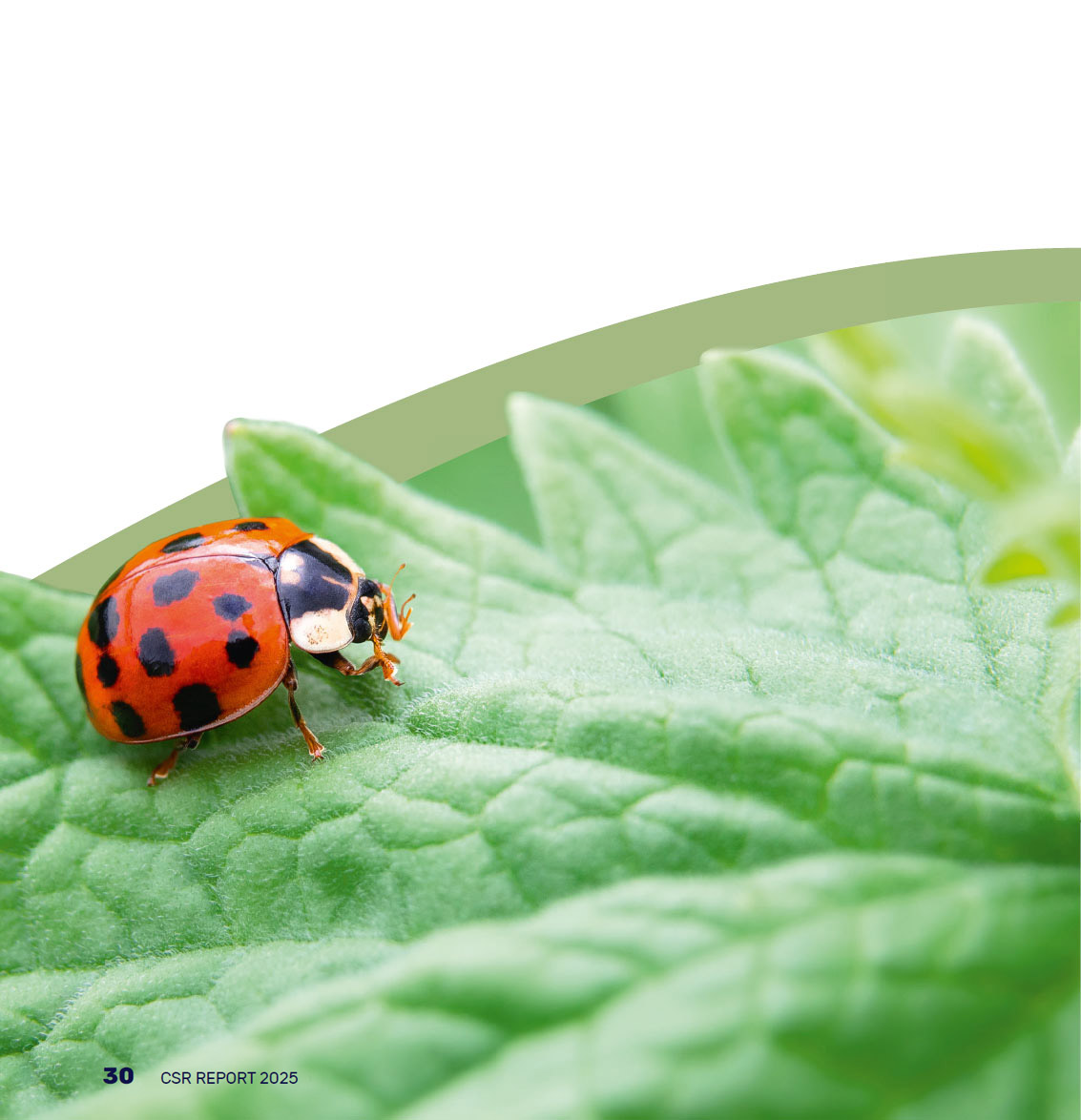 Photo of a ladybug on a leaf